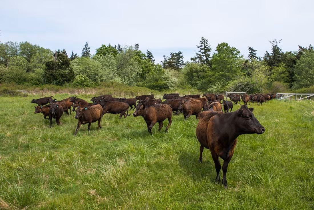 Theo đó, bò Kobe chỉ ăn thuần cỏ mà không có bất kì loại thức ăn nào khác trong suốt ba năm cuộc đời.