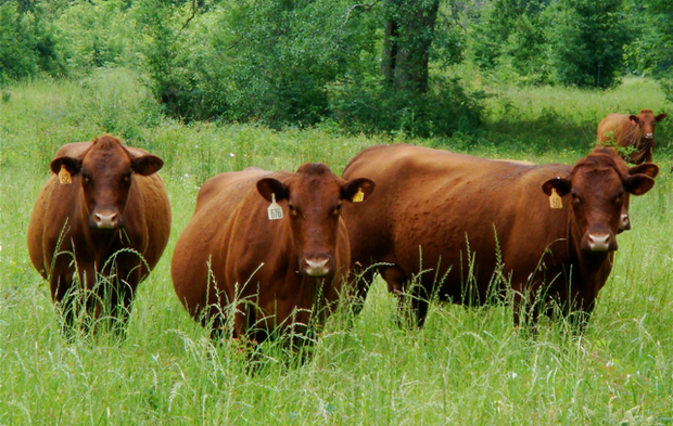 Thịt bò Kobe đắt như vậy là do chúng được nuôi và chăm sóc theo một quy trình vô cùng đặc biệt.