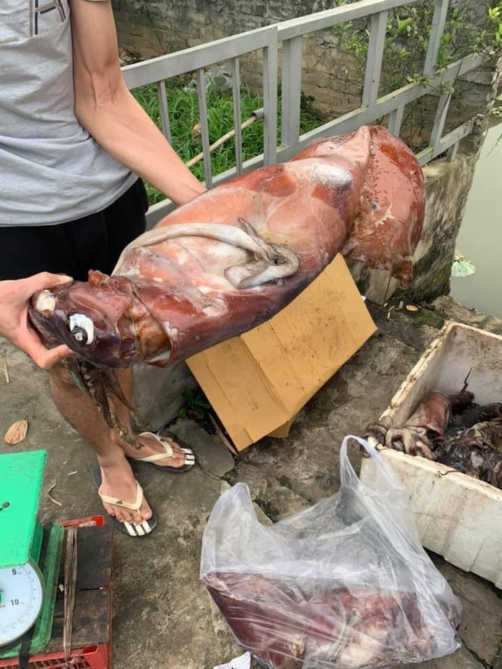 Một số người bán cho biết, mực này người dân vùng biển gọi là mực ma và thường được đánh bắt xa bờ nên ủ trên thuyền nhiều ngày mới về tới đất liền.