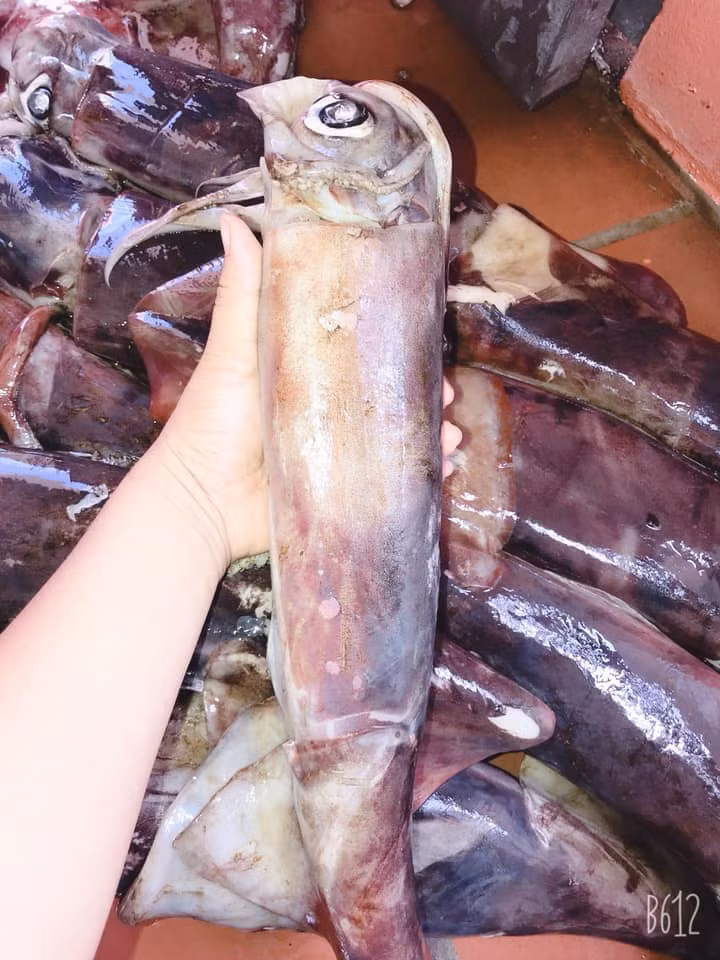 Chia sẻ trên VnExpress, lãnh đạo Hiệp hội Chế Biến và Xuất khẩu Thủy sản Việt Nam (VASEP) cho biết, loại này không nằm trong danh mục xuất khẩu thủy hải sản của hội.