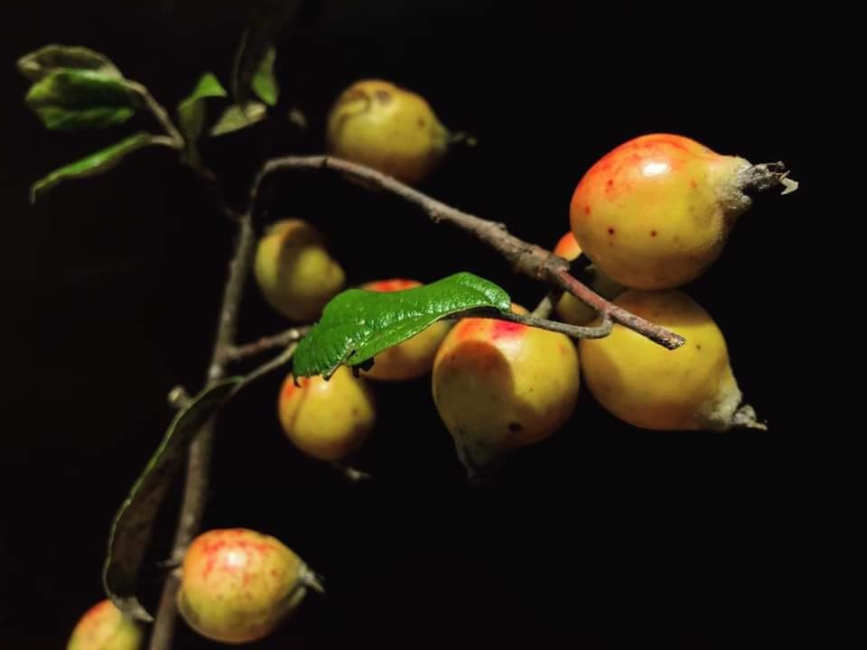 Chị Anh Sa (Đống Đa, Hà Nội) vừa mua được 5 cành táo mèo tươi cho biết đây là lần đầu tiên chị mua cành táo mèo về cắm bình. Ảnh: FB Oanh Kiều Đỗ.