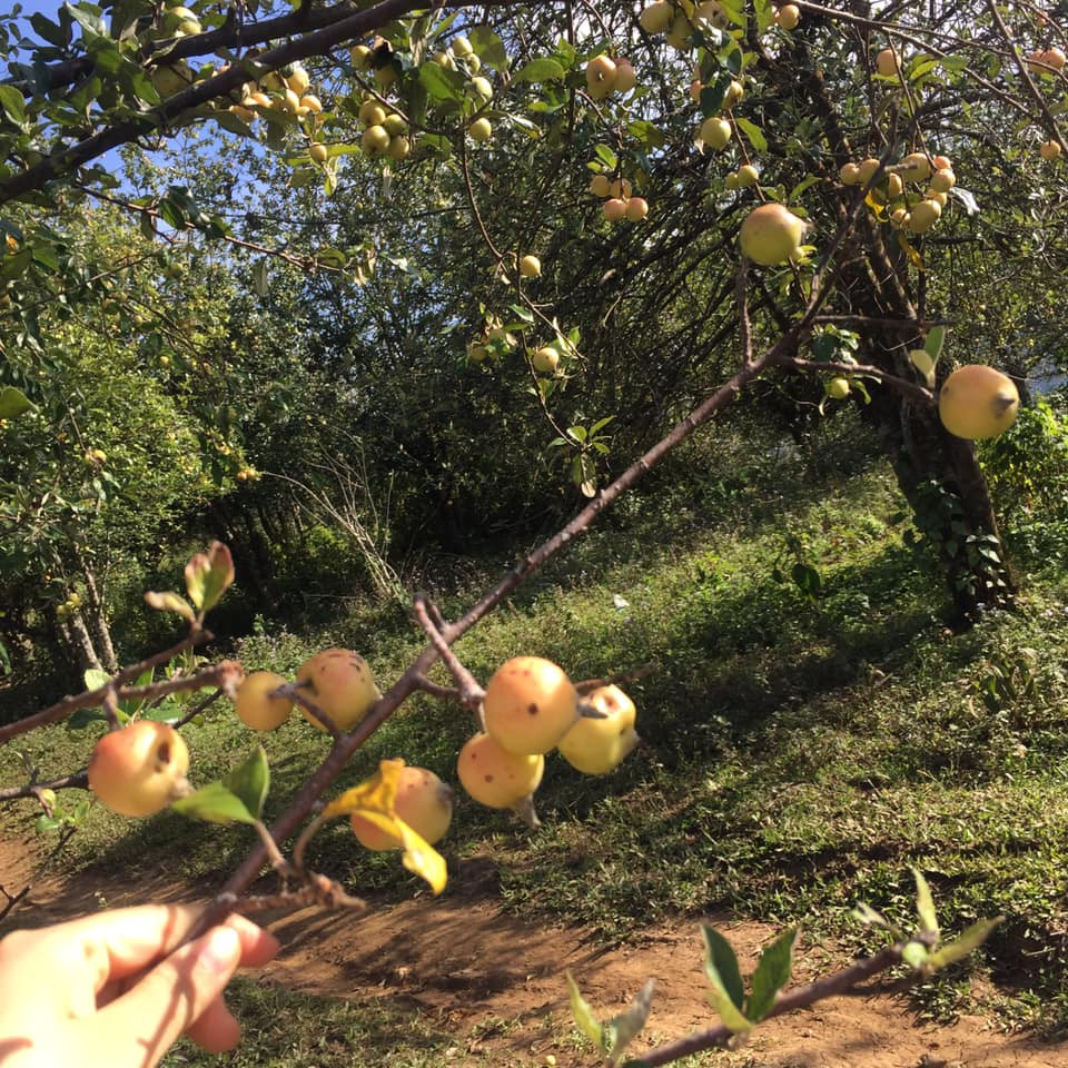 Chị Trang Anh (Bắc Ninh) cho rằng những cành táo mèo tươi như mang cả núi rừng Tây Bắc về nhà. Ảnh: Fb Thúy Quỳnh.