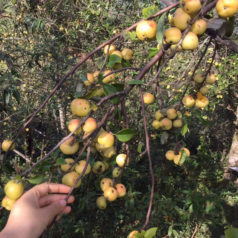 Cụ thể, cành táo mèo dài 70-80 cm có giá 330.000 - 350.000/5 cành. Ảnh: FB Oanh Kiều Đỗ.