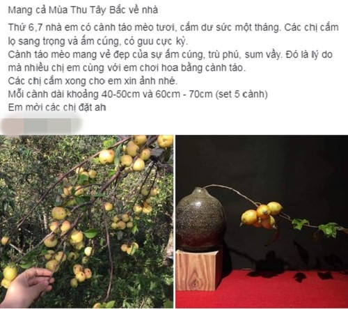 Trên mạng, nhiều tiểu thương rao bán cành táo mèo theo set 5-10-20 cành với giá từ 200.000 - gần 400.000 đồng/set. Ảnh chụp màn hình.