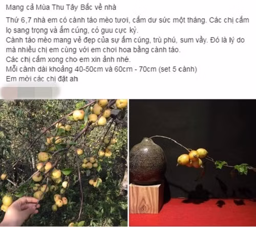 Trên mạng, nhiều tiểu thương rao bán cành táo mèo theo set 5-10-20 cành với giá từ 200.000 - gần 400.000 đồng/set. Ảnh chụp màn hình.