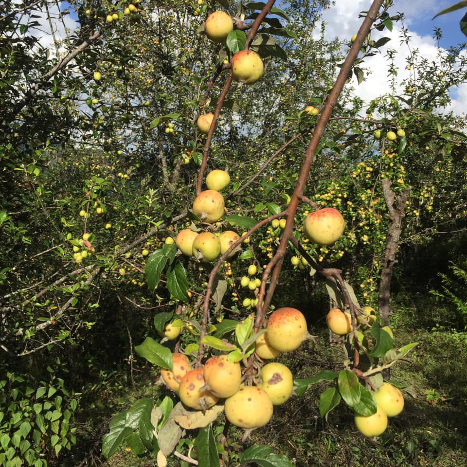 Cành táo mèo tươi đang là mặt hàng mới lạ được ưa chuộng. Nhiều tiểu thương tiết lộ, mỗi ngày bán không dưới 500 cành cho các khách buôn lẻ. Thậm chí, có ngày cao điểm lên tới cả nghìn cành. Ảnh: Fb Thúy Quỳnh.