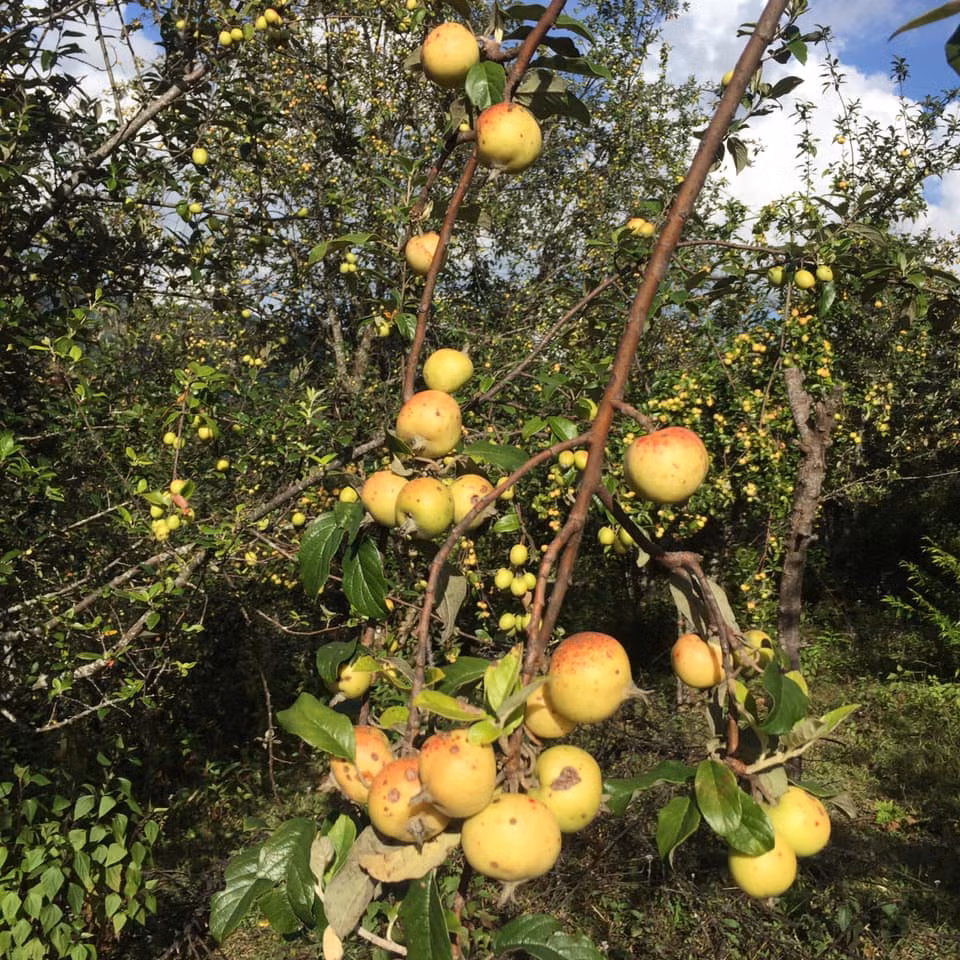 Cành táo mèo tươi đang là mặt hàng mới lạ được ưa chuộng. Nhiều tiểu thương tiết lộ, mỗi ngày bán không dưới 500 cành cho các khách buôn lẻ. Thậm chí, có ngày cao điểm lên tới cả nghìn cành. Ảnh: Fb Thúy Quỳnh.