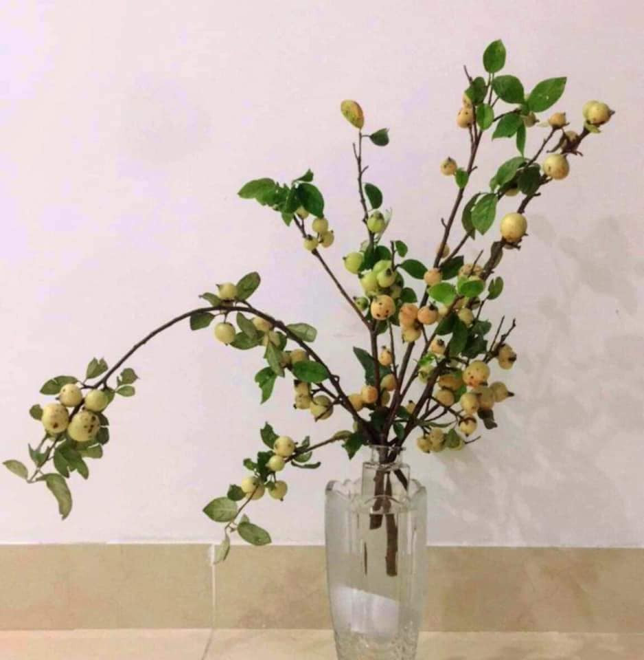 Táo mèo cắm bình mới lạ, mang đến cảm giác gần gũi thiên nhiên. Ảnh: FB Oanh Kiều Đỗ.