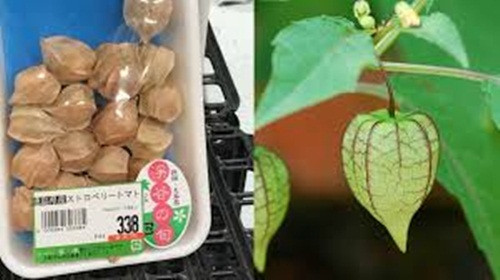 Giới du học sinh Việt Nam ở Nhật Bản cho biết, loại quả này thường được bày bán trong siêu thị, một khay quả tầm bóp được đóng gói theo trọng lượng 100gr và được bán với giá 338 yên, tương đương khoảng 70.000 đồng. Ảnh: Facebook.