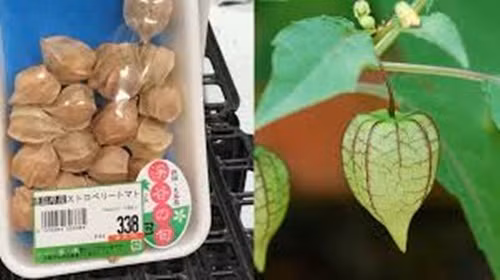 Giới du học sinh Việt Nam ở Nhật Bản cho biết, loại quả này thường được bày bán trong siêu thị, một khay quả tầm bóp được đóng gói theo trọng lượng 100gr và được bán với giá 338 yên, tương đương khoảng 70.000 đồng. Ảnh: Facebook.