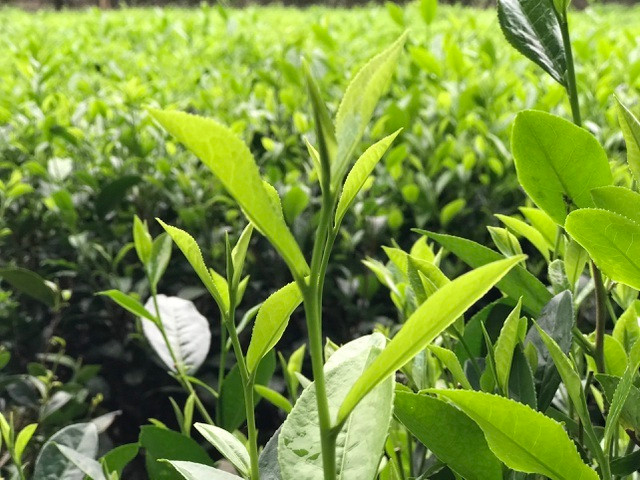 Một yếu tố nữa khiến trà đinh đắt đỏ là quá trình sản xuất vô cùng cầu kỳ từ thu hái cho đến khâu sản xuất. Nếu trà thường được hái theo kiểu 1 tôm 2 lá thì trà đinh chỉ hái phần đinh duy nhất ở búp hay còn gọi là tôm nõn. Ảnh: Vietnamnet.