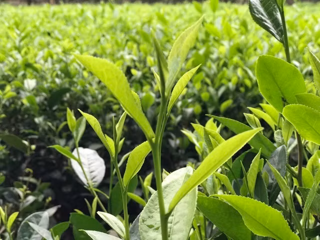 Một yếu tố nữa khiến trà đinh đắt đỏ là quá trình sản xuất vô cùng cầu kỳ từ thu hái cho đến khâu sản xuất. Nếu trà thường được hái theo kiểu 1 tôm 2 lá thì trà đinh chỉ hái phần đinh duy nhất ở búp hay còn gọi là tôm nõn. Ảnh: Vietnamnet.