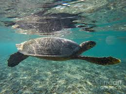 Công ước về thương mại quốc tế các loài động, thực vật hoang dã nguy cấp (CITES) cấm săn bắt và thương mại các sản phẩm từ đồi mồi vì mọi mục đích. Ảnh: Getty Image.