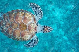 Hình dáng bên ngoài của đồi mồi trông giống như các loài rùa biển khác. Ảnh: Getty Image.