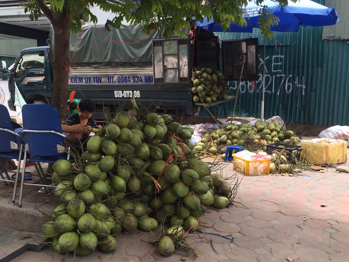 Một người bán dừa xiêm cho biết, dừa được chuyển từ Bến Tre ra, đảm bảo nhiều nước, rất ngọt, giá từ 10 nghìn đồng/quả.