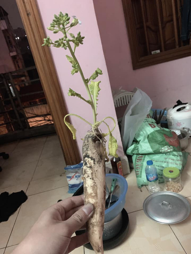 Mua su su, cu cai ve nau nhung quen va cai ket cuoi ra nuoc mat-Hinh-2