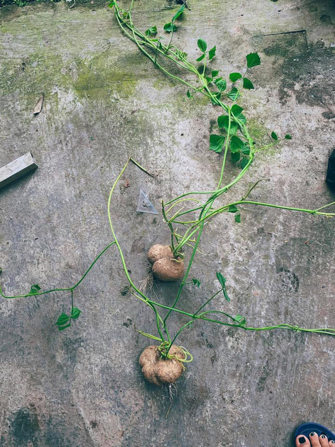 Mua su su, cu cai ve nau nhung quen va cai ket cuoi ra nuoc mat-Hinh-3