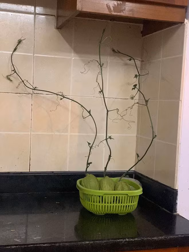 Mua su su, cu cai ve nau nhung quen va cai ket cuoi ra nuoc mat