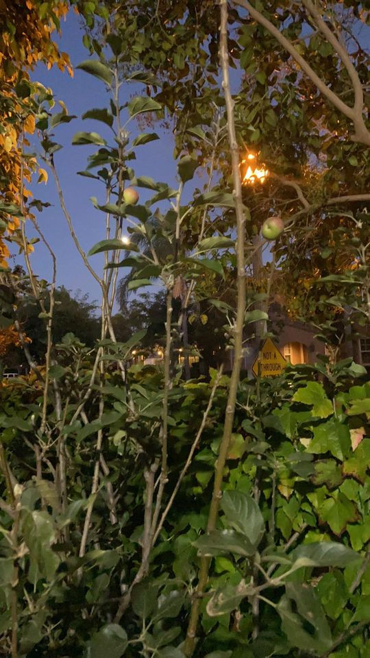 Mr Đàm chia sẻ: "Xa mới gần một năm thôi mà nhớ nhà quá. Cây cối mọc um tùm, cây táo đã ra trái, chanh cho trái quanh năm".