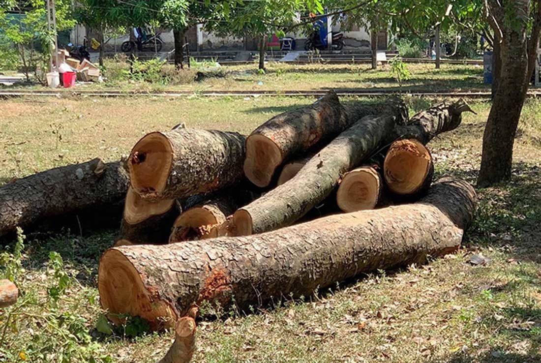 Truong Nghe An bi kiem diem vi chat cay co thu dang tuoi tot-Hinh-4