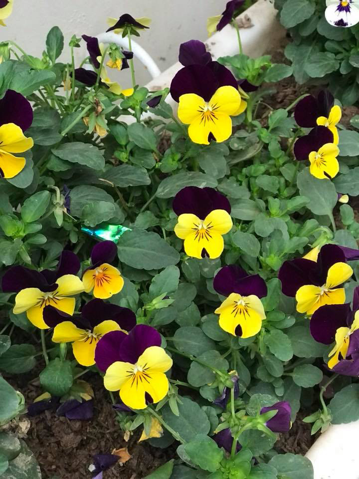 Trên trang cá nhân, nàng hậu tiết lộ sở thích hàng ngày của mình đó là được chăm sóc cây cối. Ảnh: FBNV.