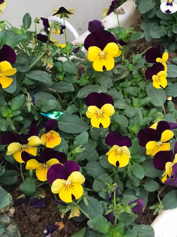 Trên trang cá nhân, nàng hậu tiết lộ sở thích hàng ngày của mình đó là được chăm sóc cây cối. Ảnh: FBNV.