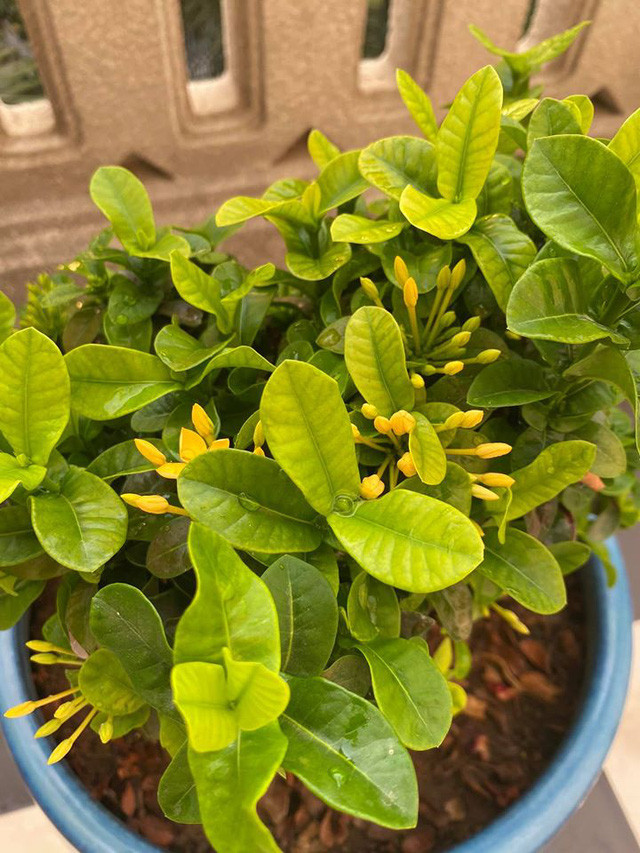 Những lúc rảnh rỗi, Hoa hậu Giáng My lại tự tay chăm sóc vườn cây của mình. Ảnh: FBNV.