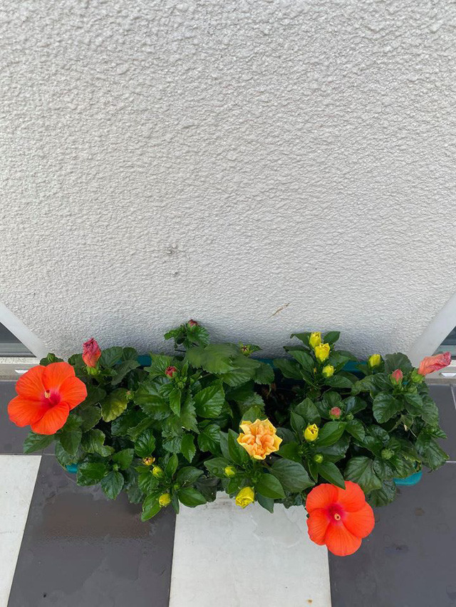 Giáng My tự nhận mình là người rất mát tay chăm sóc cây cối vì hầu hết các loại hoa trong vườn chị trồng đều trổ bông. Ảnh: FBNV.