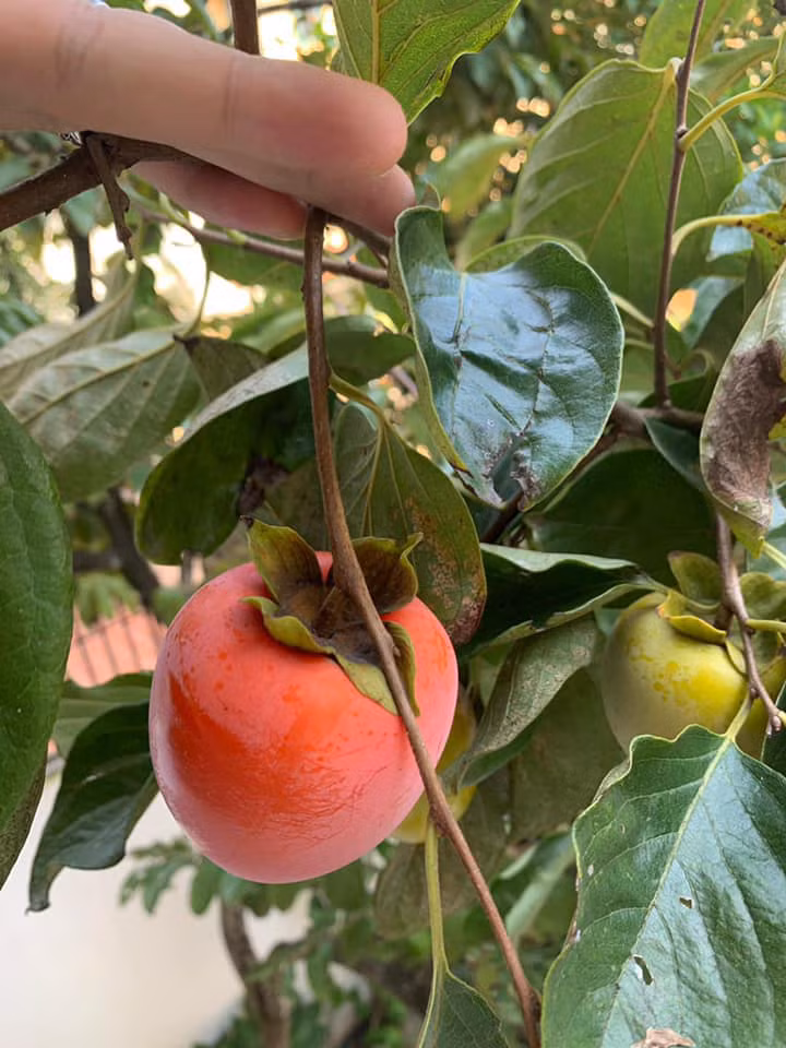 Ngoài ra còn có cả cây ăn quả chín đỏ. Ảnh: FBNV.