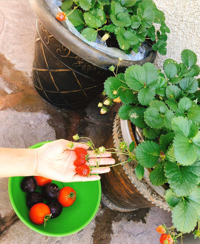 Từ một hoa hậu trở thành nông dân nghiệp dư, giờ đây vườn nhà Phạm Hương đơm hoa kết trái sum suê. Ảnh: FBNV.