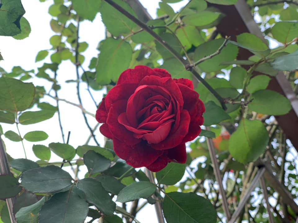 Hoa hậu Nguyễn Thị Huyền trồng hoa hồng với nhiều màu sắc khác nhau. Ảnh: FBNV.