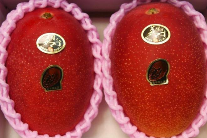 Taiyo no Tamago" (trứng của mặt trời) là giống xoài đặc trưng của Nhật Bản, sở hữu giá đắt nhất thế giới khi chạm mức giá 500.000 yên (tương đương 104 triệu đồng)/cặp. Ảnh: Getty Image