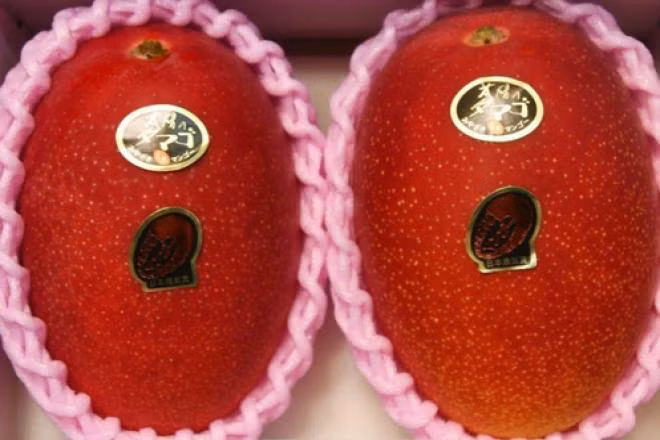 Taiyo no Tamago" (trứng của mặt trời) là giống xoài đặc trưng của Nhật Bản, sở hữu giá đắt nhất thế giới khi chạm mức giá 500.000 yên (tương đương 104 triệu đồng)/cặp. Ảnh: Getty Image