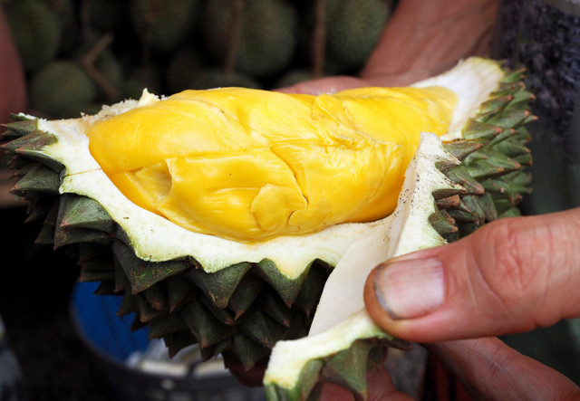 Kanyao là giống sầu riêng đắt đỏ nhất thế giới chỉ được trồng ở Thái Lan. Giá gốc của nó rơi vào khoảng 15 triệu đồng/quả. Ảnh: Getty Image