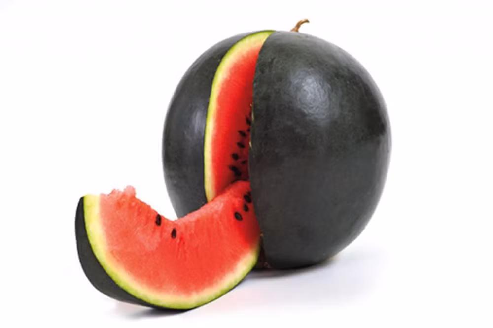 Loại dưa này khá hiếm bởi mỗi lần thu hoạch chỉ được vài chục quả, mỗi năm chỉ có khoảng 10.000 quả dưa hấu đen được thu hoạch. Vỏ ngoài của dưa có màu đen bóng tự nhiên rất đẹp, sang trọng, vị ngon ngọt đặc biệt. Ảnh: Getty Image