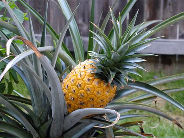 Dứa Heligan cũng là một trong những loại quả đắt nhất hành tinh. Mỗi quả có giá 1.600 USD (khoảng hơn 33 triệu đồng). Ảnh: Thesun Video: Nhẫn tâm dùng hóa chất ép chín sầu riêng. Nguồn: VTC