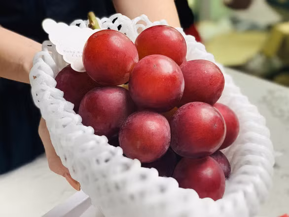 Mỗi chùm nho có trọng lượng từ 0,5-0,7kg (khoảng 24 quả). Như vậy, tính ra mỗi quả có giá tới nửa triệu đồng. Ảnh: Mia.