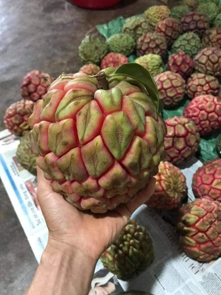 Khác với na dai hay na bở, na rừng có vỏ xanh, ruột đỏ, trọng lượng lớn thường từ 1-4 kg/quả. Ảnh: Facebook.