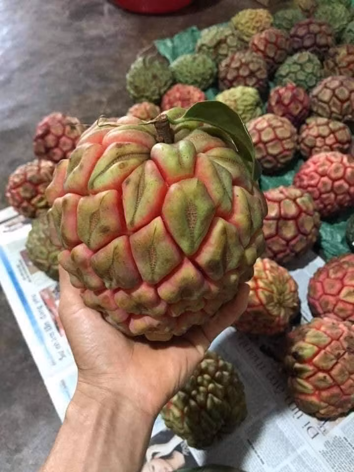 Khác với na dai hay na bở, na rừng có vỏ xanh, ruột đỏ, trọng lượng lớn thường từ 1-4 kg/quả. Ảnh: Facebook.