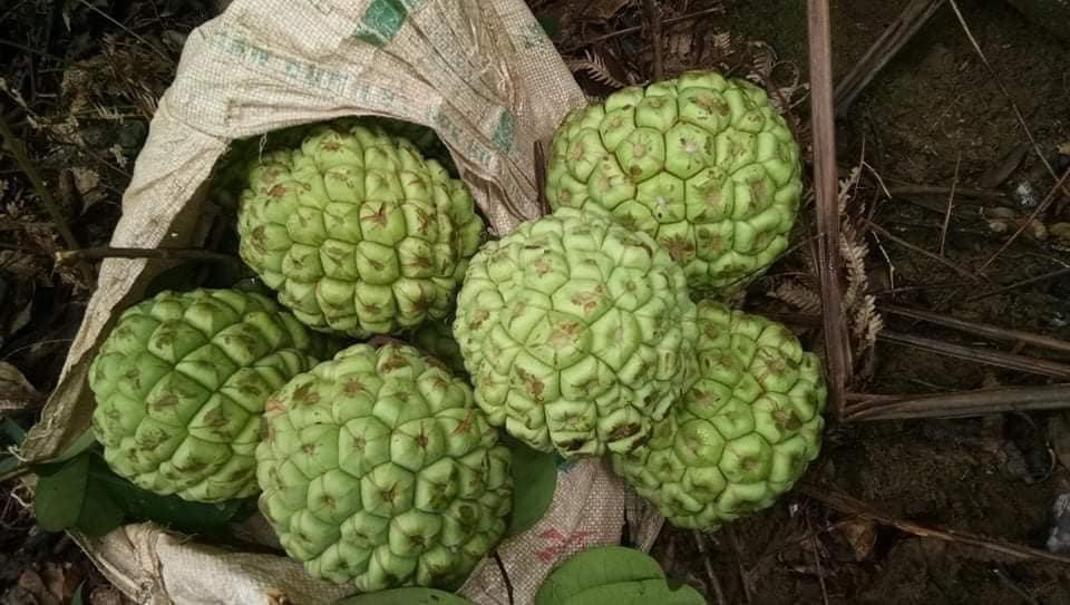 Theo người bán, không chỉ có màu sắc lạ mắt, na rừng Tây Bắc còn có rất nhiều tác dụng trong việc bồi bổ cơ thể và chữa bệnh. Ảnh: Facebook.