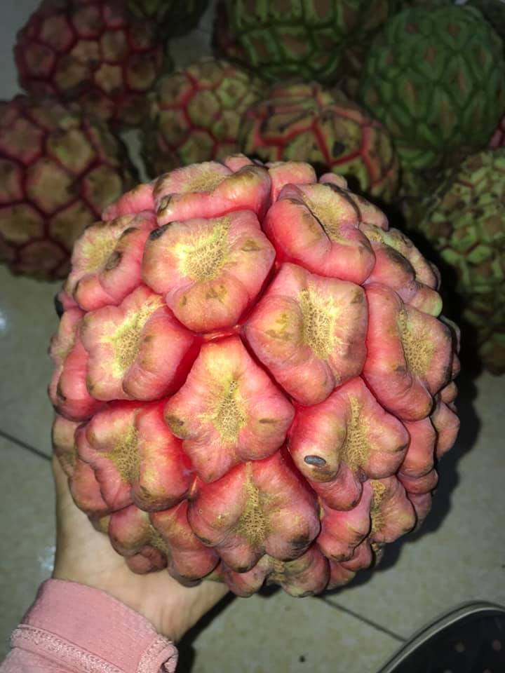 Chị Lan Anh - một người bán hàng ở Bắc Ninh cho biết trước đây na rừng Tây Bắc có giá khá cao (khoảng 300.000 đồng/kg) vì được coi là một dược liệu quý. Ảnh: Facebook.