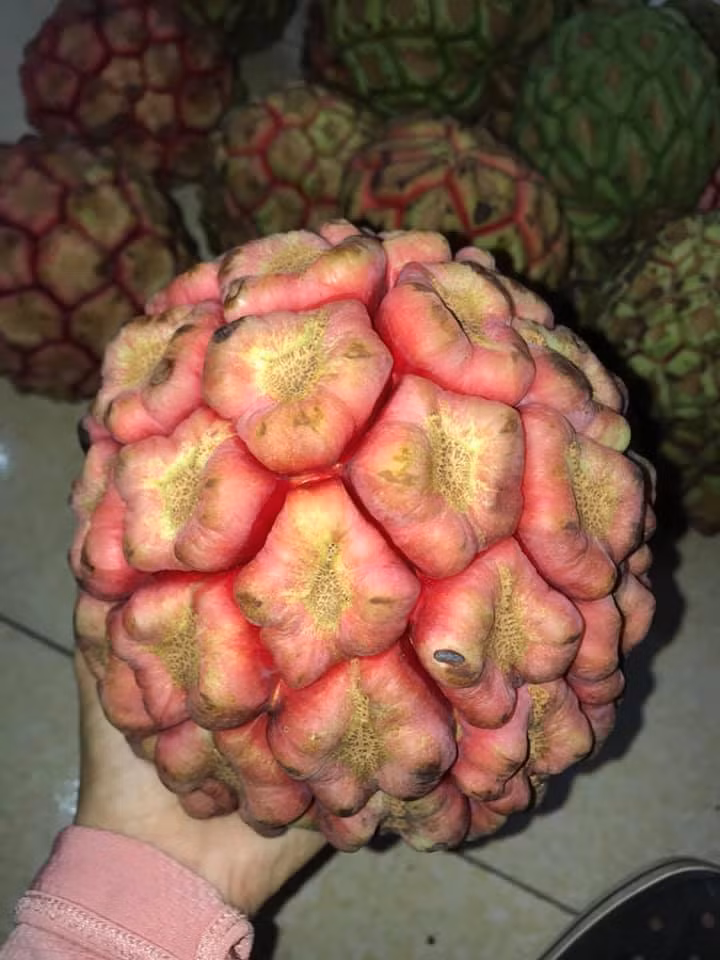 Chị Lan Anh - một người bán hàng ở Bắc Ninh cho biết trước đây na rừng Tây Bắc có giá khá cao (khoảng 300.000 đồng/kg) vì được coi là một dược liệu quý. Ảnh: Facebook.