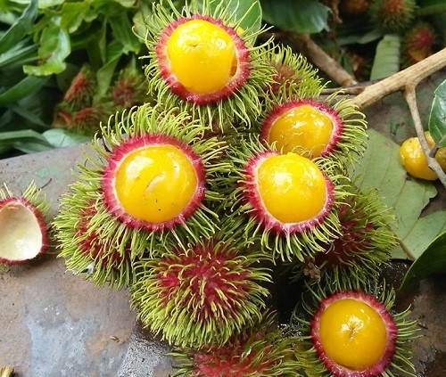 Những trái chôm chôm vàng sang chảnh khiến nhiều người tưởng hoa quả nhập khẩu song thực chất, đây lại là chôm chôm rừng, mọc hoang tại các cánh rừng Tây Nguyên. Ảnh: Vietnamnet.