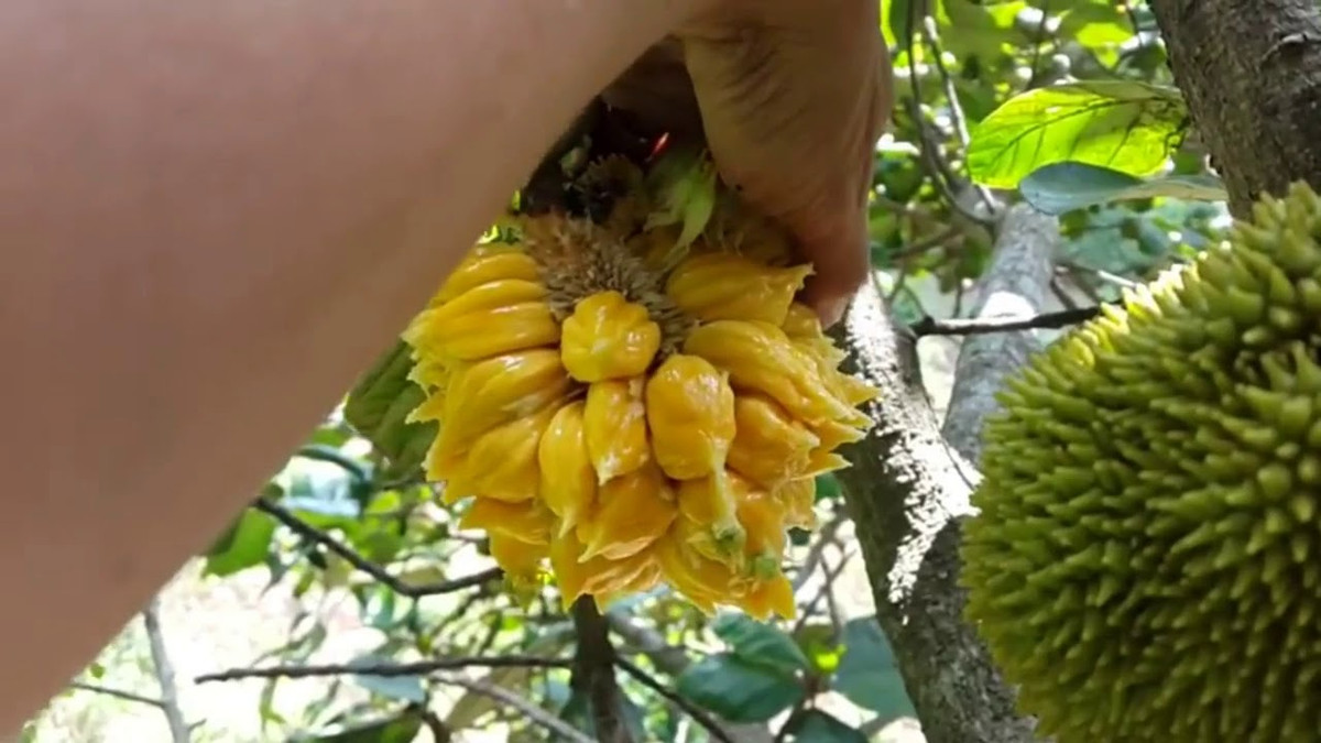 Mit, nho rung, chom chom vang... gia chat xuong pho van 