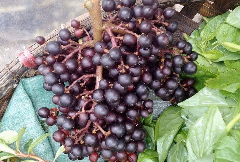 So với nho Mỹ, nho Ninh Thuận, nho rừng chỉ bé bằng 1/2, quả có màu đen, hơi tròn, vỏ dày, nếu ăn trực tiếp thì có vị hơi chát. Ảnh: Facebook.