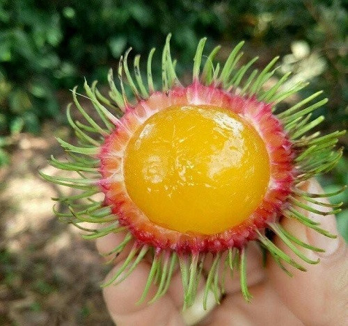 Quả chôm chôm rừng có vị ngọt nhẹ và hơi chua, vị giống quả chanh dây nên còn có tên gọi khác là chôm chôm dây. Ảnh: Vietnamnet.