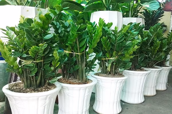 Chi can dat 5 thu nay tai phong khach dam bao “tien vao nhu nuoc”, may man ngap tran