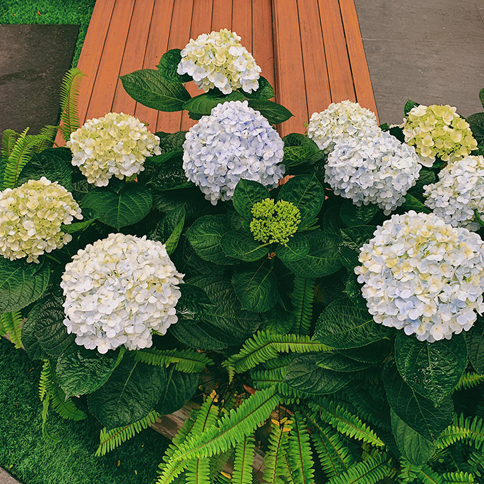 Trong biệt thự, Tú Anh trồng nhiều loại hoa như cẩm tú cầu, đỗ quyên, trạng nguyên...