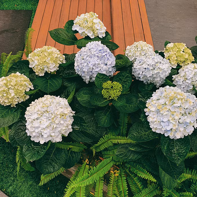 Trong biệt thự, Tú Anh trồng nhiều loại hoa như cẩm tú cầu, đỗ quyên, trạng nguyên...