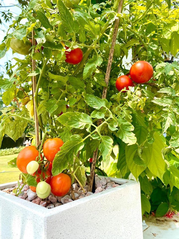 Khuôn viên sân vườn rộng rãi được Á hậu trồng nhiều cây ăn trái và hoa. Ảnh: Vietnamnet.